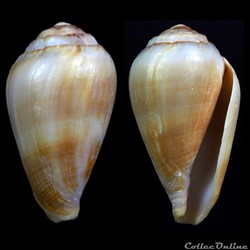 Californiconus californicus (Reeve, 1844)