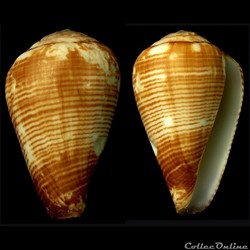 Lautoconus (Varioconus) cf. fuscolineatus (Sowerby III, 1905)