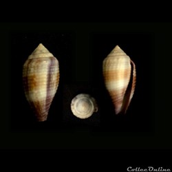 Leporiconus glans (Hwass in Bruguière, 1792)
