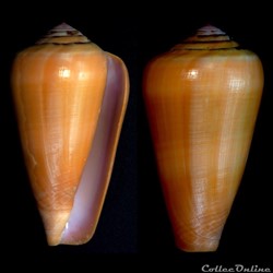 Darioconus pennaceus lohri (Kilburn, 1972)