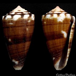 Dauciconus (Purpuriconus) cargilei (Coltro, 2004)