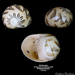 Neritina picta,  de FÉRUSSAC in GRATELOUP, 1828