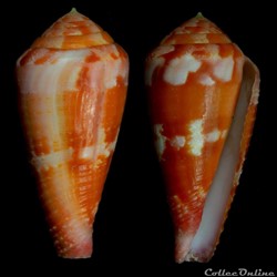 Rhizoconus pertusus pertusus (Hwass in Bruguière, 1792)