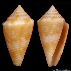 Ximeniconus (Jaspidiconus) poremskii , Petuch & Myers, 2014