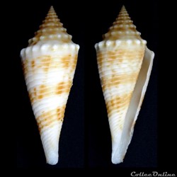 Fusiconus (Bathyconus) coriolisi (Moolenbeek & Richard, 1995)