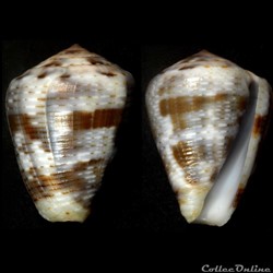 Pionoconus nigropunctatus (G. B. Sowerby II, 1858)