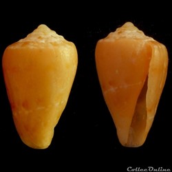 Parviconus rutilus (Cotton & Godfrey, 1932)