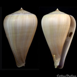 Pyruconus patricius (Hinds, 1843)