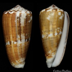 Pionoconus magus (Linnaeus, 1758)