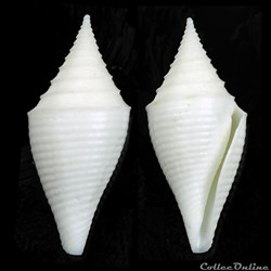 Turriconus (Turriconus) beatrix (Tenorio, Poppe & Tagaro, 2007)