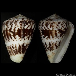 Chelyconus ermineus ermineus (Born, 1778)