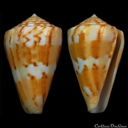Dauciconus (Dauciconus) goajira (Petuch, 1992)