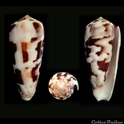 Pionoconus gubernator (Hwass in Bruguière, 1792)