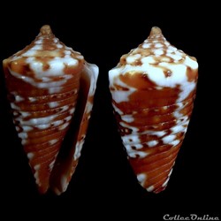 Ximeniconus (Coltroconus) delucai (Coltro, 2004)