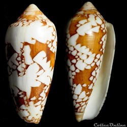 Darioconus episcopatus (da Motta, 1988)