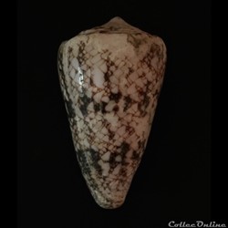 Conus nicobaricus Hwass in Bruguière, 1792