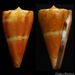 Dauciconus (Dauciconus) riosi (Petuch, 1986)