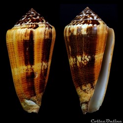Pionoconus cf. circae Dillwyn, 1817