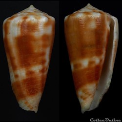 Phasmoconus (Fulgiconus) aff. stainforthi 2