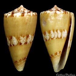 Dauciconus (Purpuriconus) pseudocardinalis (Coltro, 2004)