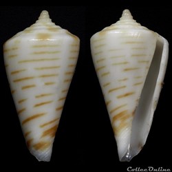 Profundiconus kanakinus (Richard, 1983)