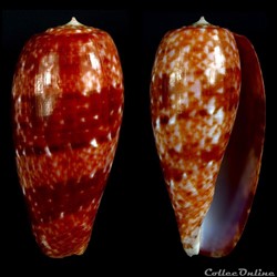 Textilia (Textilia) bullata (Linnaeus, 1758)