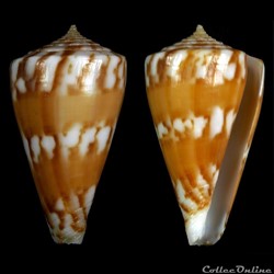 Kioconus (Isoconus) capitanellus (Fulton, 1938)