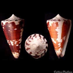 Strategoconus (Strategoconus) maldivus (Hwass, 1792)