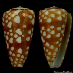 Eugeniconus cordigera (Sowerby II, 1866)
