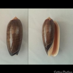 Oliva (Miniaceoliva) miniacea f. marrati (Johnson, C.W., 1910)