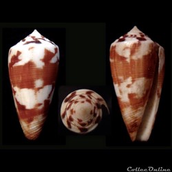 Strategoconus (Vituliconus) circumactus (Iredale, 1929)