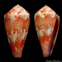 Rhizoconus pertusus elodieallaryae Cossignani, 2013