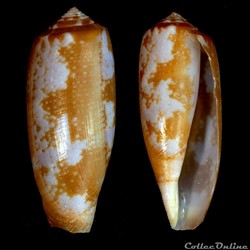 Gastridium obscurum (Sowerby I & II, 1833)
