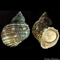 Turbo setosus Gmelin, 1791