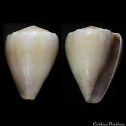 Floraconus (Floraconus) balteatus (Sowerby I, 1833)