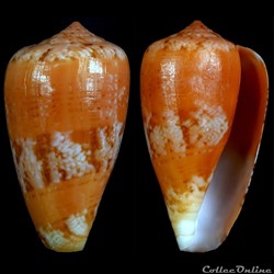 Floraconus (Ketyconus) tinianus (Hwass in Bruguière, 1792)