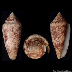 Cylindrus telatus (Reeve, 1848)