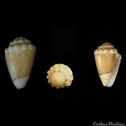 Virroconus (Miliariconus) dorreensis (Péron, 1807)