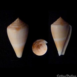 Kioconus (Isoconus) sazanka (Shikama, 1970)