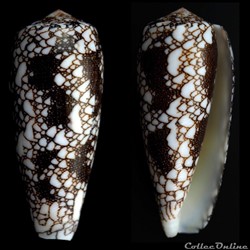 Darioconus omaria (Hwass in Bruguière, 1792)