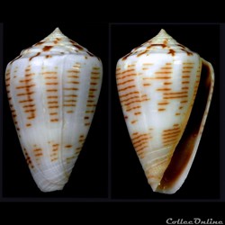 Kalloconus (K.) trochulus f. pseudonivifer (Monteiro & Tenorio, 2004)