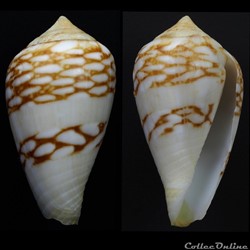 Lautoconus (Lautoconus) mercator (Linnaeus, 1758)