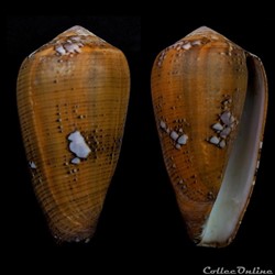 Darioconus behelokensis (Lauer, 1989)