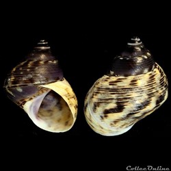Littoraria angulifera (Lamarck, 1822)