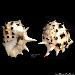 Drupa ricinus arachnoides (Linnaeus, 1758)