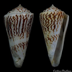 Kohniconus emarginatus (Reeve, 1844)