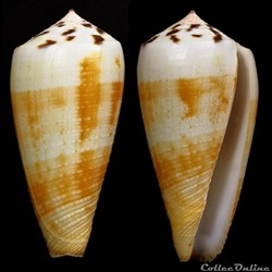 Pionoconus magus (Linnaeus, 1758)