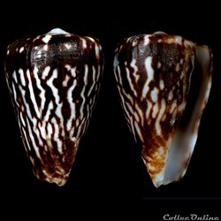Lautoconus (Africonus) verdensis (Trova , 1979)