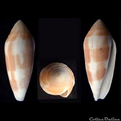 Virgiconus (Pseudohermes) violaceus (Gmelin, 1792)