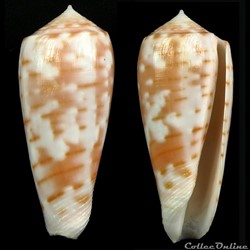 Textilia (Textilia) timorensis (Hwass, 1792)